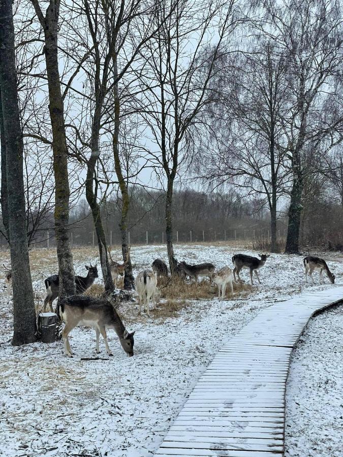 Arciau Gamtos Anyksciai Villa Kurkliai Eksteriør billede